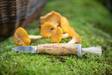 Arctic Legend Mushroom Knife - Puukot - Mushroomknife - 2